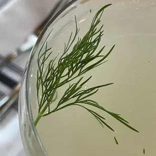 Herb Gimlet cocktail with dill