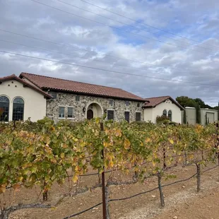 Beautiful Vineyards and building as you approach the main building where the tastings are