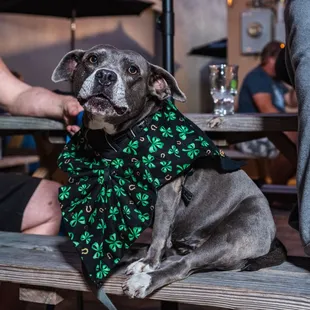 Celebrate St. Patty's Day at Cuen Brewing Co