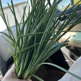 Green onions $3