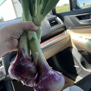 Spring red onions