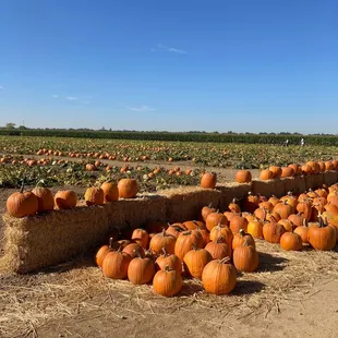 Pumpkins!