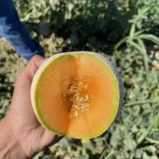 This seasons cantaloupes ! ! !