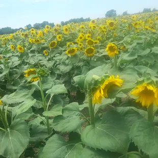 SUNFLOWERS SO GORGEOUS