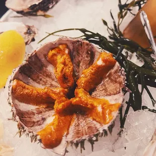 Sea Urchin