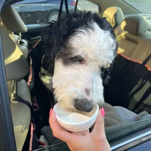 Free pup cup with purchases
