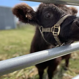 a close up of a cow&apos;s face