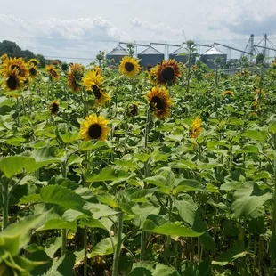 a field of sunflowers