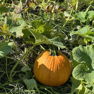 You pick pumpkin patch