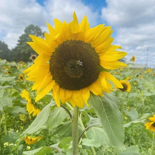 Sunflower field still open