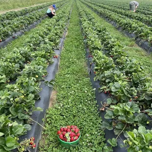 Strawberries