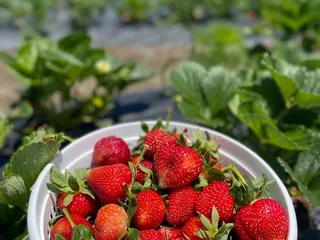 Warren Farms