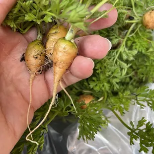 Organically grown carrots from our culinary garden in the Napa Valley