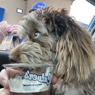 You bring momma's burger, I has the pup cup!