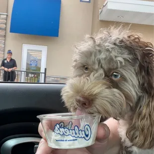 Satchel got a pup cup from the nice lady!!   Great service!