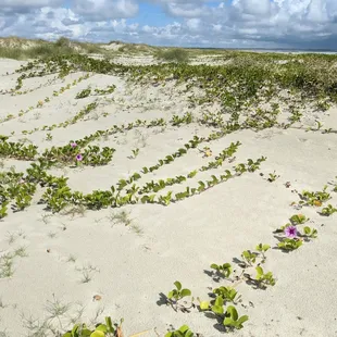 Vines with flowers on them. Pretty neat to see.