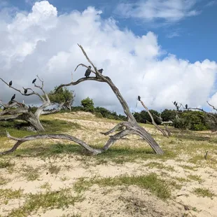 Not vultures or crows but really big black birds.