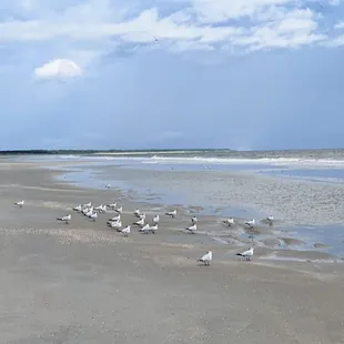 Little white birds with black tails.