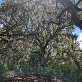 After the rain fell...