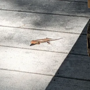 This little fellow had a little orange on its head.