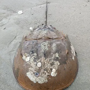 Horseshoe crab, barnacles and all.