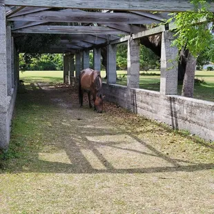 Wild horses at Dungeness ruins