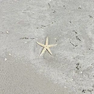 Starfish!