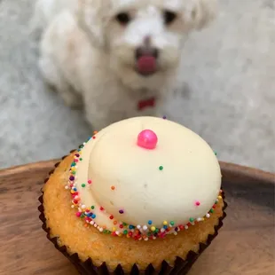 Classic little cupcake with Kuma hoping to get a lick.