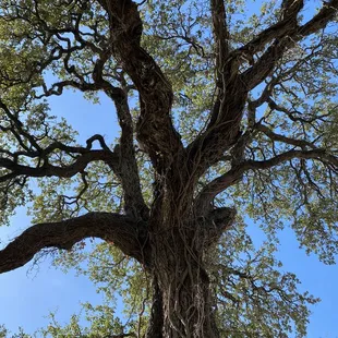 Outside seating under an enormous tree
