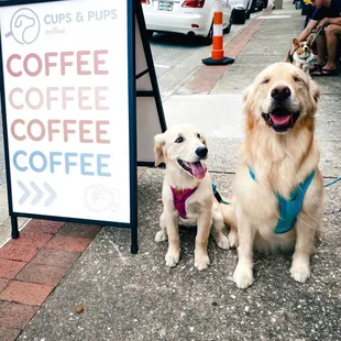 two dogs sitting next to a sign