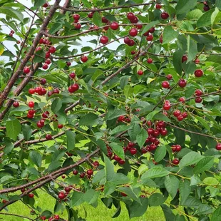 Cherry picking today and Sunday.