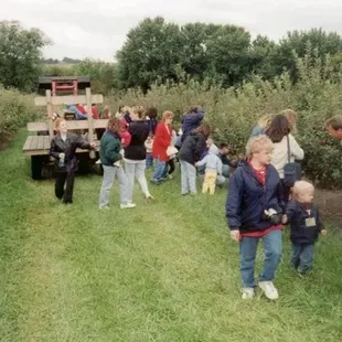 During U-pick time the orchard is full.