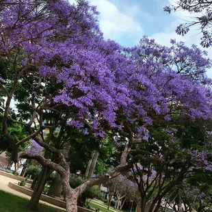Jacaranda season.