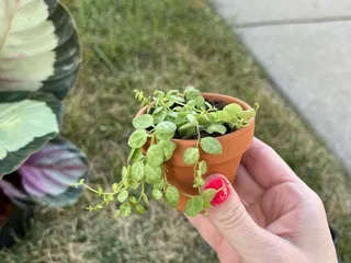 Brady Nursery