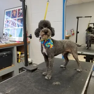 Lucky rocks his donut mustache!