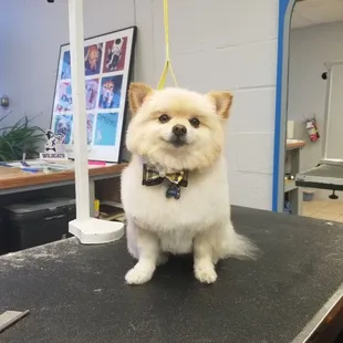 Gibby is looking good today!