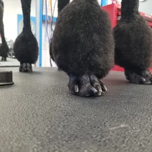 Zoe is looking fabulous with her poms!