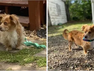 Myss Kryss Dog Grooming