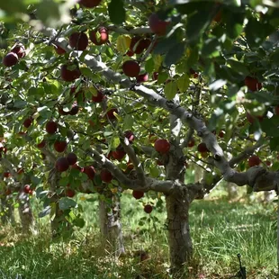 Cuyama Orchards committed to organic farming practices over 20 years ago to benefit our workforce, our customers, and our own families, as w