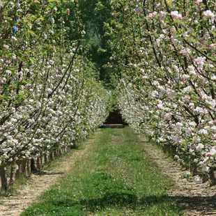 rows of fruit trees in bloom