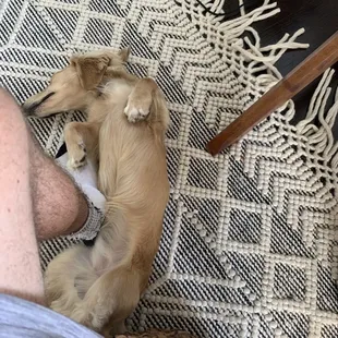 a dog sleeping on a person&apos;s lap