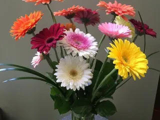 Steves Floral Shop