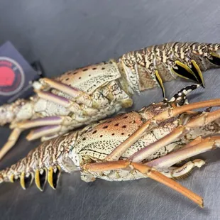 Brazil Lobster Split