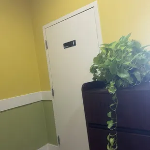 ows a plant on a dresser