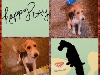 Wingert Animal Hospital