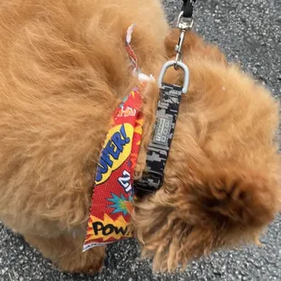 After his "haircut" honestly it's the same as before. They just shampooed him.