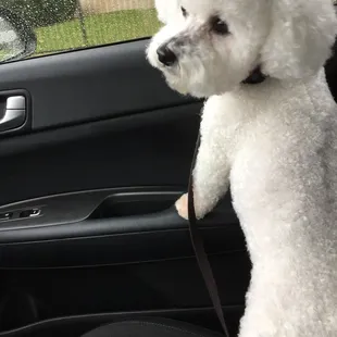 Archie's first visit to D&amp;S and he looks great. Very caring and loving staff. Highly satisfied and booked his next appointment.