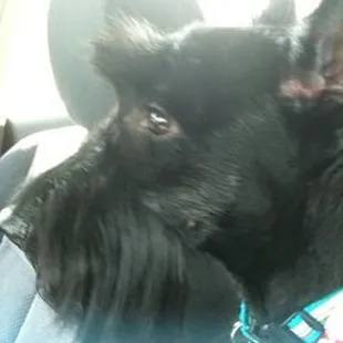 Finnigan has been going to D&amp;S for years. He enjoys his time and