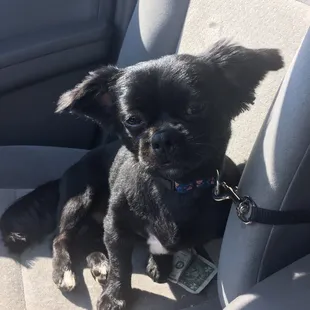 Blue after his haircut. Smells so good!