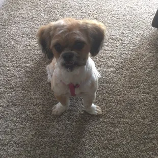 Lexi with her new cut.